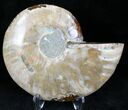 Agatized Ammonite Fossil (Half) #22267-1